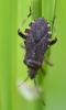 Ceraleptus gracilicornis